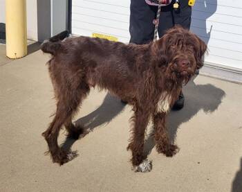 Rescue Poodle and Mixed Breed Dogs for Adoption in Louisville, Kentucky - EL MATTS | PetCurious