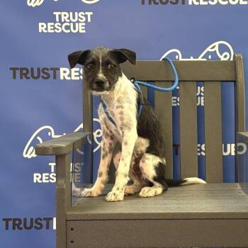 FINNEGAN -  Terrier Dog for Adoption in Waterford, New Jersey - FINNEGAN | PetCurious