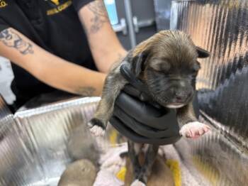 A254725 -  German Shepherd Dog and Mixed Breed Dog for Adoption in Visalia, California - A254725 | PetCurious