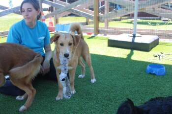 Alana -  Golden Retriever and Australian Shepherd Dog for Adoption in Chestertown, Maryland - Alana | PetCurious