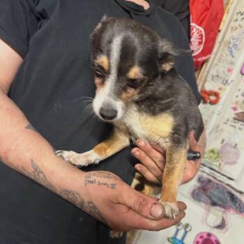 Chihuahua and Mixed Breed Dogs Available for Adoption in Tacoma, Washington - Zackie | PetCurious