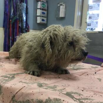 Poodle and Mixed Breed Dogs Available for Adoption - SPARKY | PetCurious