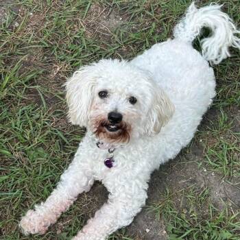 Muppet -  Mixed Breed Dog for Adoption in Morden, Manitoba - Muppet | PetCurious