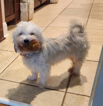 Evie -  Maltese Dog for Adoption in Houston, Texas - Evie | PetCurious