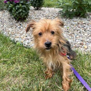 Lyanna -  Mixed Breed Dog for Adoption in Mentor, Ohio - Lyanna | PetCurious