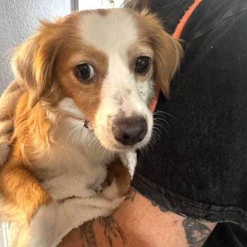 Jyn -  Mixed Breed Dog for Adoption in San Francisco, California - Jyn | PetCurious