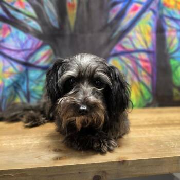Snoodle -  Schnauzer and Poodle Dog for Adoption in Normal, Illinois - Snoodle | PetCurious