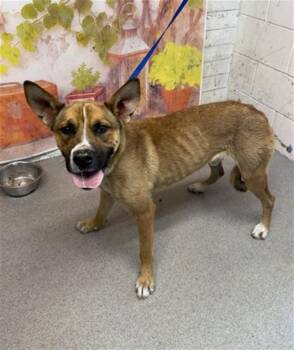 ERNIE -  German Shepherd Dog and Mixed Breed Dog for Adoption in San Bernardino, California - ERNIE | PetCurious