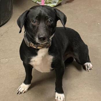 Norman -  Dachshund and Mixed Breed Dog for Adoption in Yuma, Arizona - Norman | PetCurious