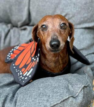 Rescue Dachshund Dogs for Adoption in Sandy Springs, Georgia - Lucy | PetCurious
