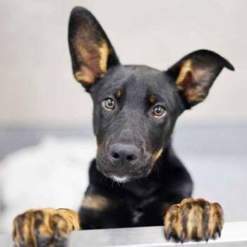 German Shepherd Dog and Mixed Breed Dogs Available for Adoption in Atlanta, Georgia - Charles | PetCurious