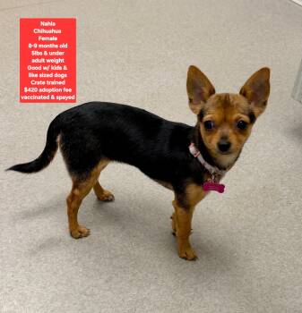 Nahla -  Chihuahua Dog for Adoption in Oviedo, Florida - Nahla | PetCurious