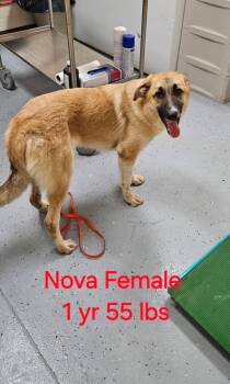 nova -  Belgian Shepherd Tervuren and Turkish Kangal Dog for Adoption in Cary, North Carolina - Nova | PetCurious