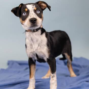 Mixed Breed Dogs Available for Adoption in Portland, Oregon - Watermelon | PetCurious