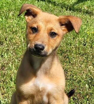 Mixed Breed Dogs Available for Adoption in Groveland, Massachusetts - Michelle | PetCurious