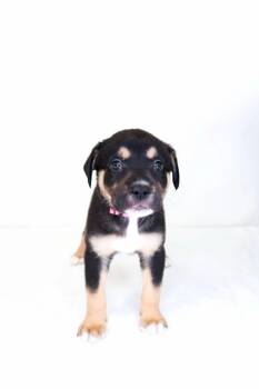 Honey Bunches -  Shepherd Dog Available for Adoption in Bixby, Oklahoma - Honey Bunches | PetCurious