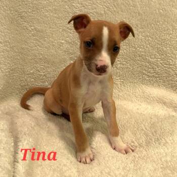 Rescue Hound and Mixed Breed Dogs for Adoption in Fairfax Station, Virginia - Tina | PetCurious
