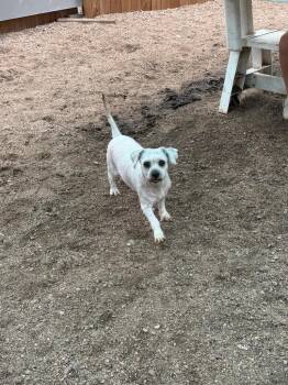 Wyatt -  Lhasa Apso and Terrier Dog for Adoption in Hastings, Nebraska - Wyatt | PetCurious