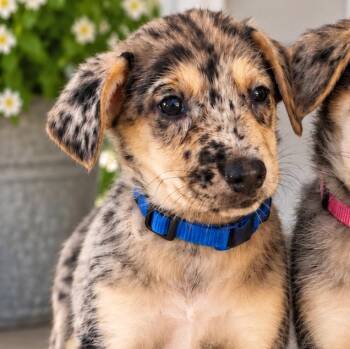 Jojo -  Catahoula Leopard Dog Dog for Adoption in Crosby, Texas - Jojo | PetCurious
