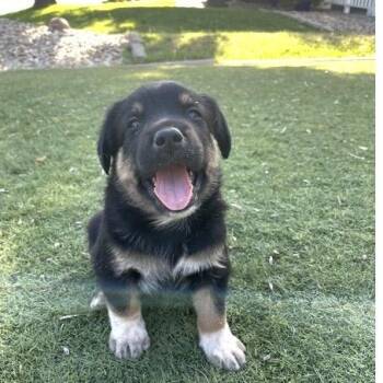 Stanley -  Golden Retriever and Cattle Dog Dog for Adoption in Larkfield-wikiup, California - Stanley | PetCurious