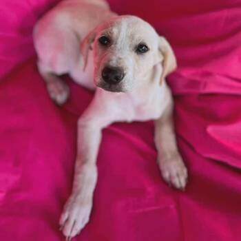 Rescue Hound Dogs for Adoption in Griswold, Connecticut - Ginger | PetCurious