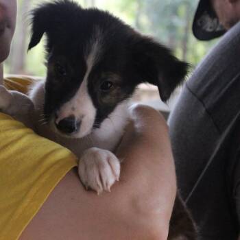 Tucker -  Mixed Breed Dog for Adoption in Valley, Alabama - Tucker | PetCurious