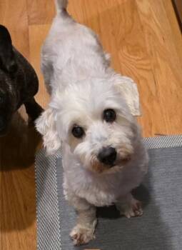 Simba - In Foster (Call to schedule a meet) -  Maltese and Mixed Breed Dog for Adoption in East Brookfield, Massachusetts - Simba - In Foster (Call To Schedule A Meet) | PetCurious