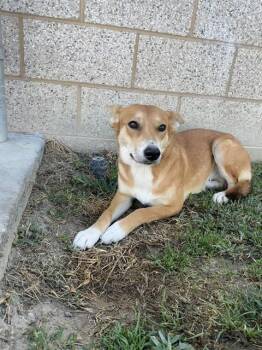 VIXEE -  Shepherd and Mixed Breed Dog for Adoption in Riverside, California - VIXEE | PetCurious