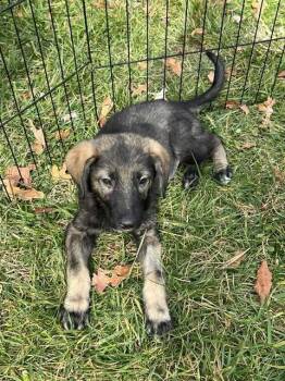 Rescue Shepherd Dogs for Adoption in Candler, North Carolina - True Colors | PetCurious