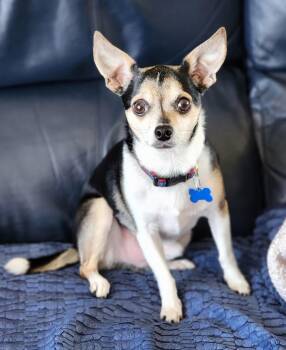 Chihuahua Dogs Available for Adoption - Mondo | PetCurious