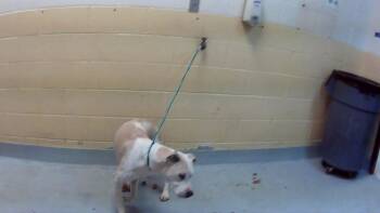 Pit Bull Terrier and Mixed Breed Dogs Available for Adoption in Tulsa, Oklahoma - ACHELLES | PetCurious