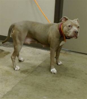 Rescue Pit Bull Terrier Dogs for Adoption in Ontario, California - GIGI | PetCurious