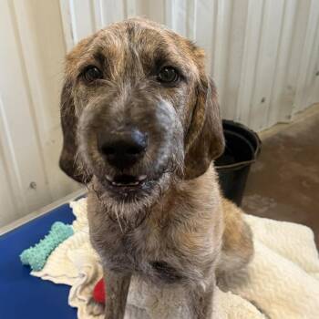 German Shepherd Dog and Mixed Breed Dogs Available for Adoption - Tank | PetCurious