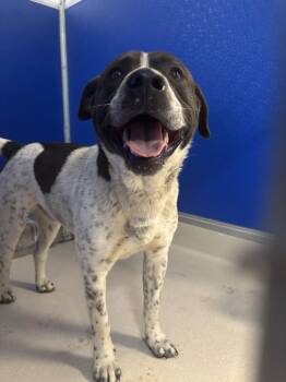 Pit Bull Terrier and Mixed Breed Dogs Available for Adoption in Moriarty, New Mexico - Bentley | PetCurious