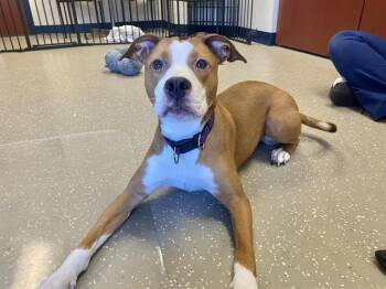 SHILOH -  Pit Bull Terrier and Mixed Breed Dog Available for Adoption in Fort Wayne, Indiana - SHILOH | PetCurious