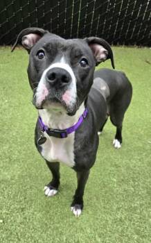 Boxer and Mixed Breed Dogs Available for Adoption - Kringle | PetCurious