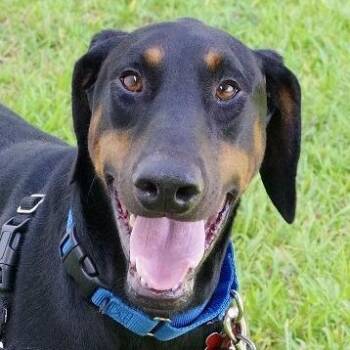 Moose -  Doberman Pinscher Dog for Adoption in Miami, Florida - Moose | PetCurious