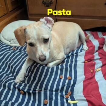 Rescue Chihuahua Dogs for Adoption in Phoenix, Arizona - Pasta | PetCurious