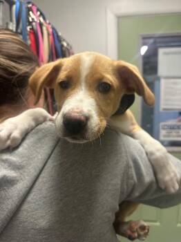 Hound and Corgi Dogs Available for Adoption in Trenton, New Jersey - Chewie | PetCurious