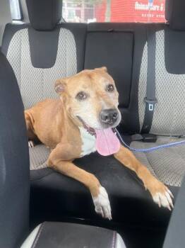CHLOE -  Mixed Breed Dog for Adoption in Jacksonville, Florida - CHLOE | PetCurious