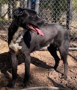 Labrador Retriever Dogs Available for Adoption - BETA | PetCurious