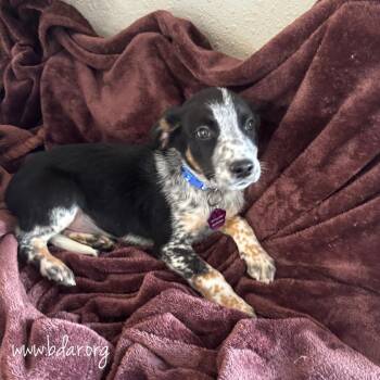 Oatmeal Raisin -  Australian Cattle Dog Blue Heeler and Mixed Breed Dog for Adoption in Cheyenne, Wyoming - Oatmeal Raisin | PetCurious