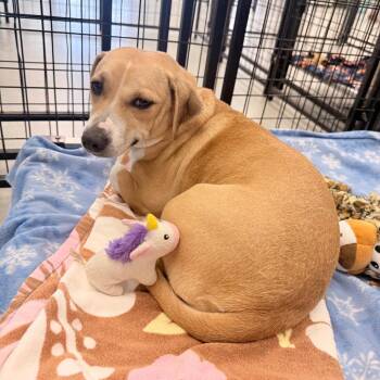 Maggie -  Beagle and Mixed Breed Dog for Adoption in Houston, Texas - Maggie | PetCurious
