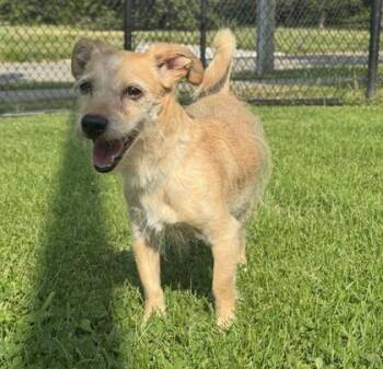 Gunther -  Terrier and Mixed Breed Dog for Adoption in Westland, Michigan - Gunther | PetCurious
