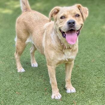 Adora -  Boxer and Yellow Labrador Retriever Dog for Adoption in Charlottesville, Virginia - Adora | PetCurious