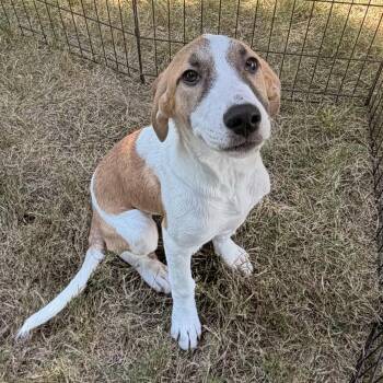 Cake -  Anatolian Shepherd Dog for Adoption in Pilot Point, Texas - Cake | PetCurious