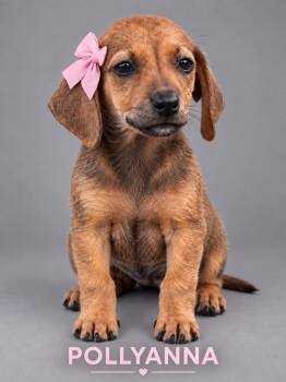 Pollyanna -  Terrier and Dachshund Dog for Adoption in Lucas, Texas - Pollyanna | PetCurious