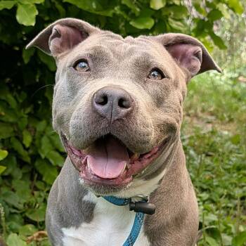 Nelly -  Pit Bull Terrier and Mixed Breed Dog for Adoption in La Grange, Kentucky - Nelly | PetCurious