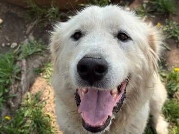Great Pyrenees Dogs Available for Adoption in Tulsa, Oklahoma - LEE-ANNA | PetCurious