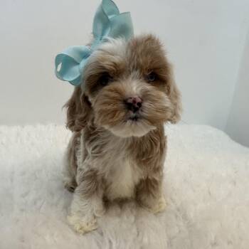 Cockapoo Dogs Available for Adoption - Olivia  | PetCurious